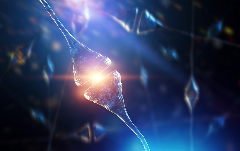 synapse-and-neurons-in-the-human-brain